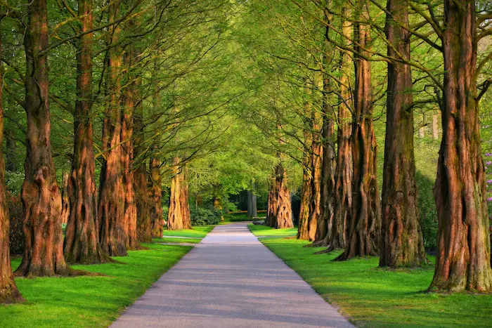 allée ombragée été