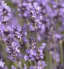 huiles essentielles bien-être