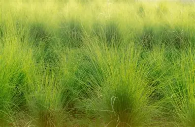 vetiver marc sourice magnetiseur oudon